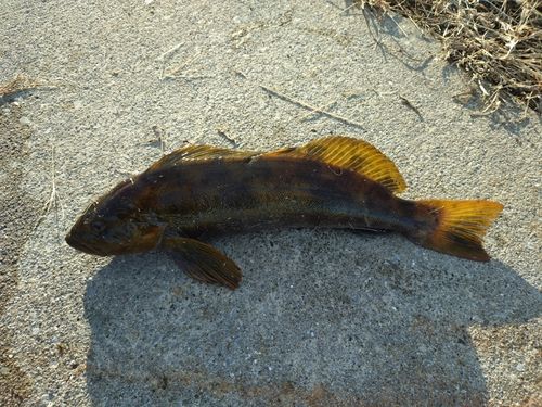 アイナメの釣果