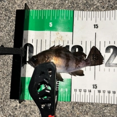 シロメバルの釣果