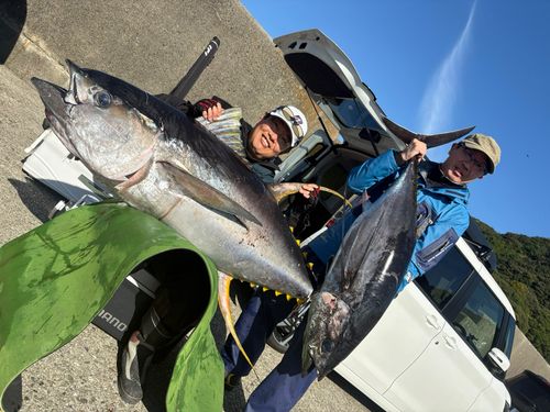 キハダマグロの釣果