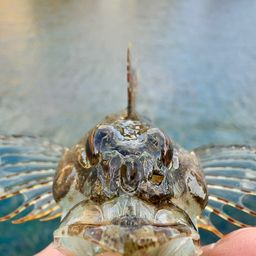 アサヒアナハゼ