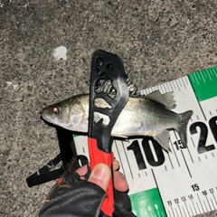 セイゴ（マルスズキ）の釣果