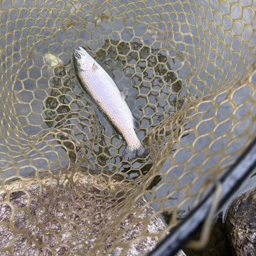 ニジマスの釣果