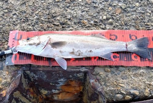 マルスズキの釣果