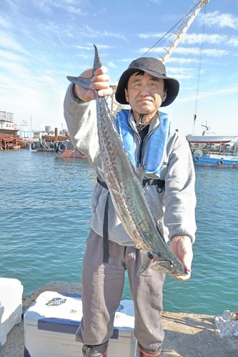 サワラの釣果
