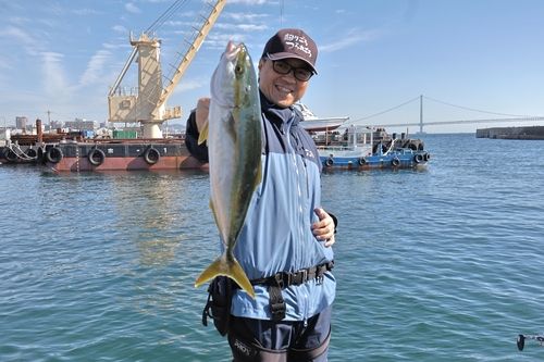 ハマチの釣果