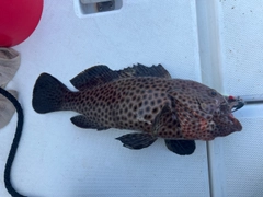 シロブチハタの釣果