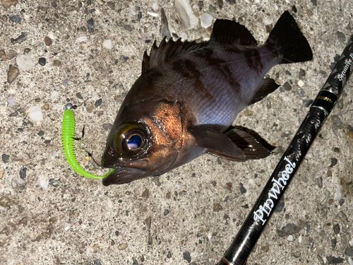メバルの釣果