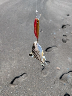 コトヒキの釣果