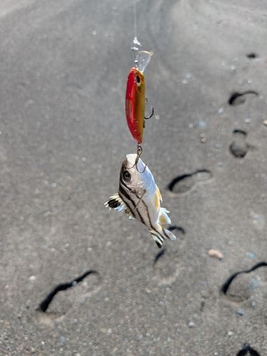 コトヒキの釣果