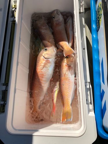 シロアマダイの釣果