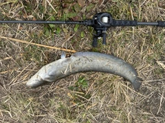 マナマズの釣果