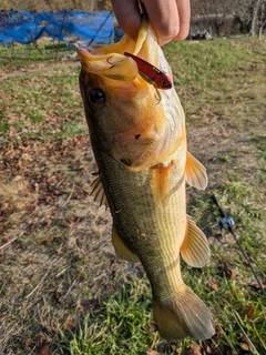 ラージマウスバスの釣果
