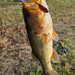 ラージマウスバス