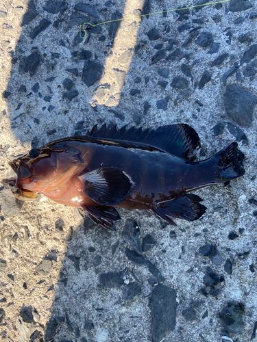 ヤミハタの釣果