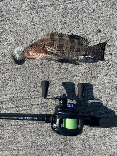 オオモンハタの釣果