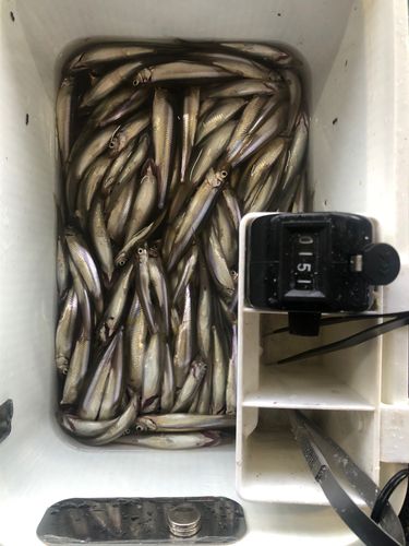 ワカサギの釣果