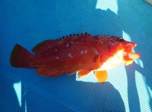 アカハタの釣果