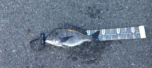 クロダイの釣果