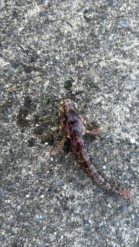 アナハゼの釣果