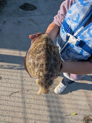 コウイカの釣果