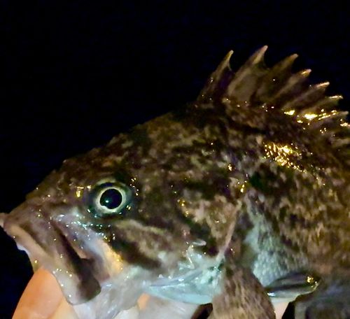 クロソイの釣果