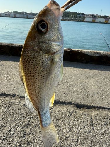 ホシミゾイサキの釣果