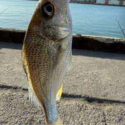 ホシミゾイサキ