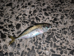 マアジの釣果