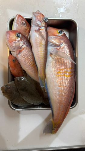 アカアマダイの釣果