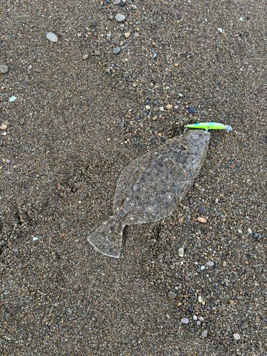 ヒラメの釣果