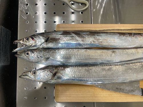 タチウオの釣果