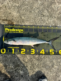 サゴシの釣果