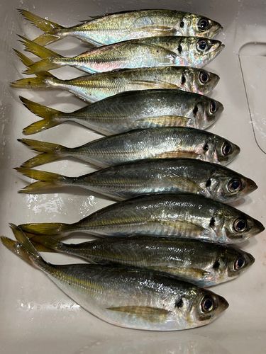 マアジの釣果
