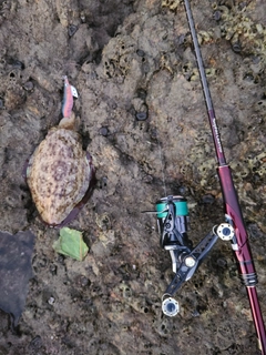 モンゴウイカの釣果