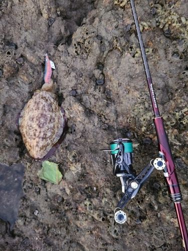 モンゴウイカの釣果