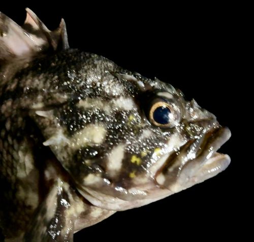 ムラソイの釣果