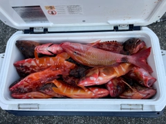 アカハタの釣果