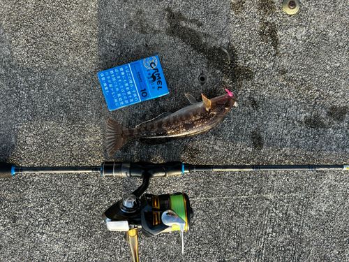 アイナメの釣果