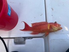 オジロバラハタの釣果