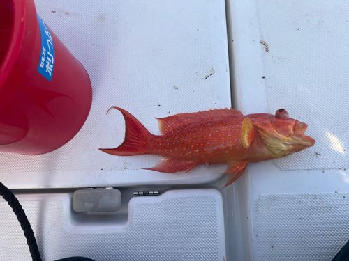 オジロバラハタの釣果