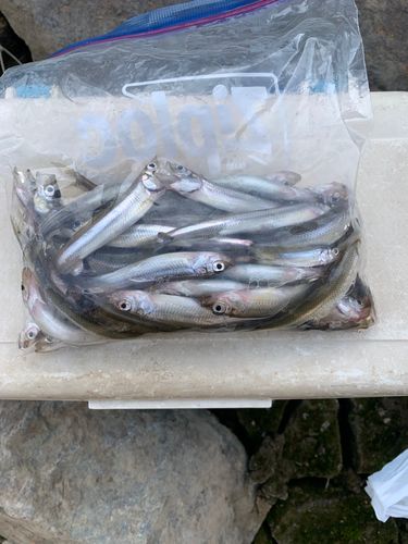 ワカサギの釣果