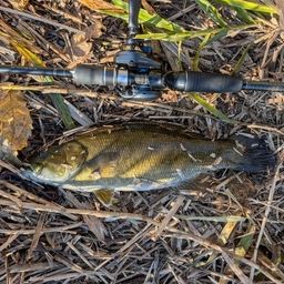 スモールマウスバス