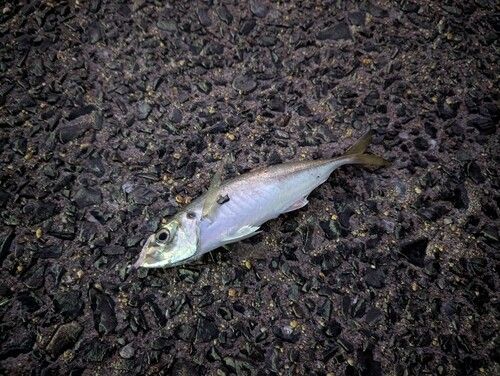 マアジの釣果