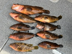 キジハタの釣果