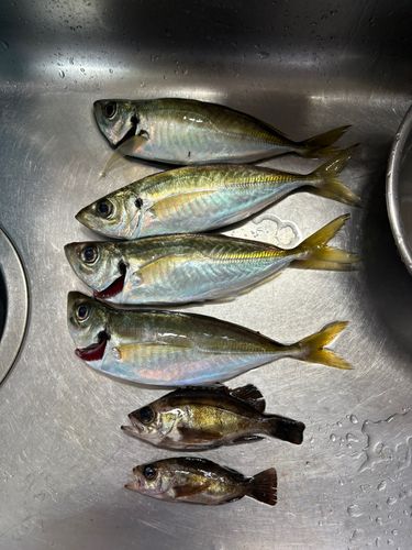 アジの釣果