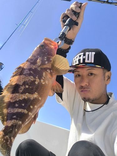 コノシロの釣果