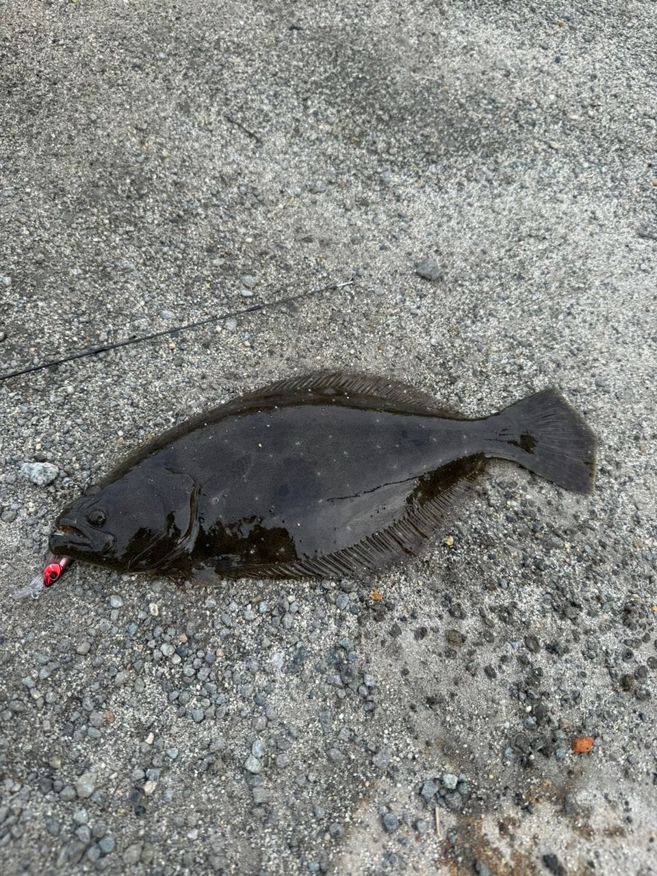 星釣り tpc530434-2.jpg?t=1762323082