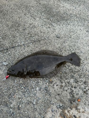 ヒラメの釣果