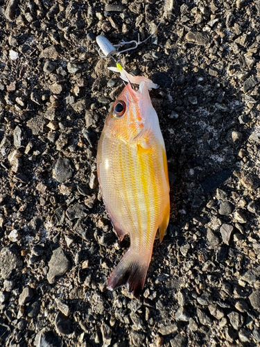 キュウセンフエダイの釣果