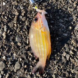 キュウセンフエダイ